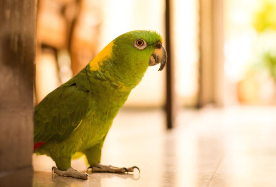 Dream About Parrot Coming in House - The Mumbai City