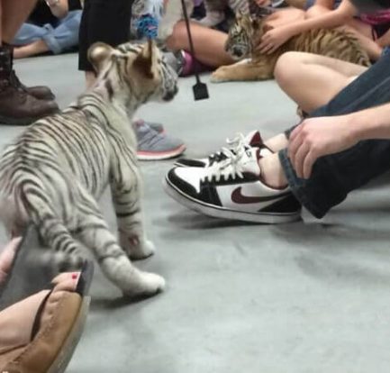 being bitten by a baby tiger