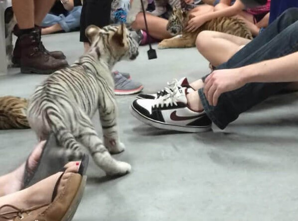 being bitten by a baby tiger