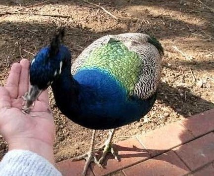 peacocks eat