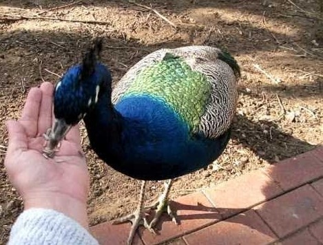 peacocks eat