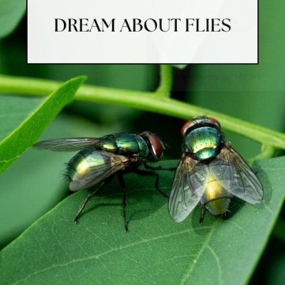 dream about a fly in my dream