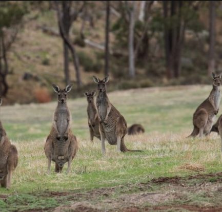 dream about kangaroos