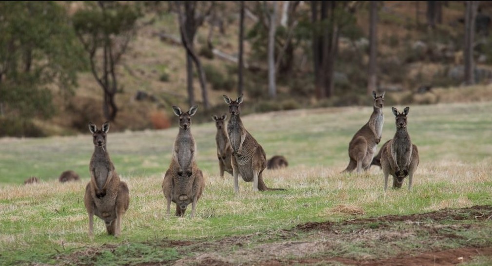 dream about kangaroos