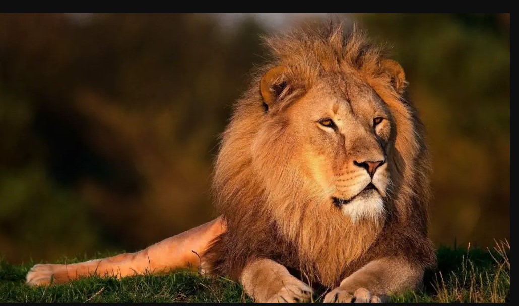 dream about lion meaning