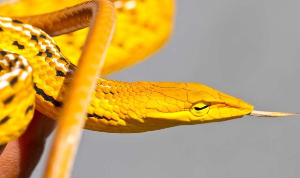 yellow snake dream
