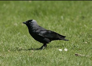 dream about jackdaw