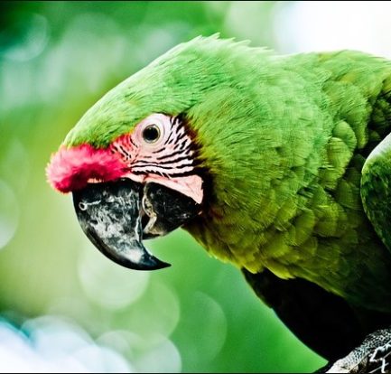 dream about parrot green