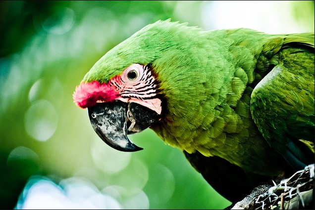 dream about parrot green