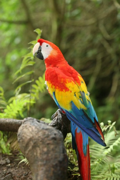 dream about parrot meaning