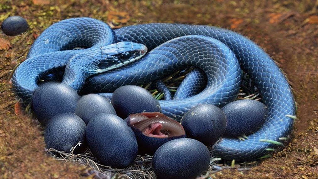 Dream About Snakes Having Babies