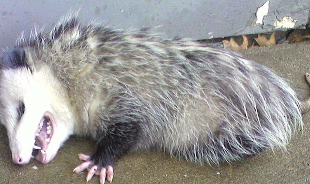 Meaning of Dream About Possum