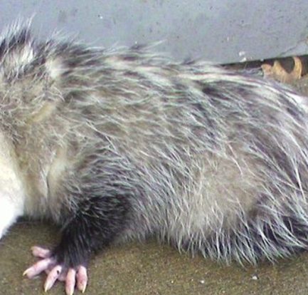 Meaning of Dream About Possum