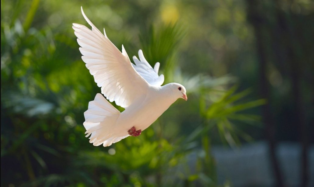 dream menaing of white dove