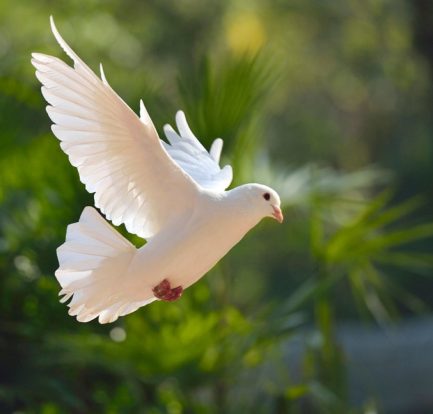 dream menaing of white dove
