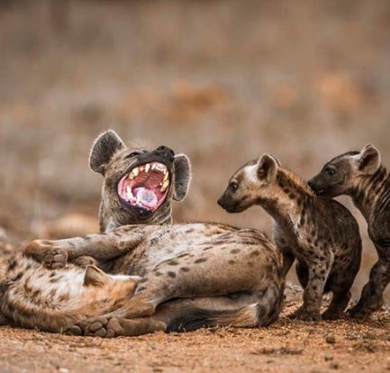 hyena symbolism and meaning