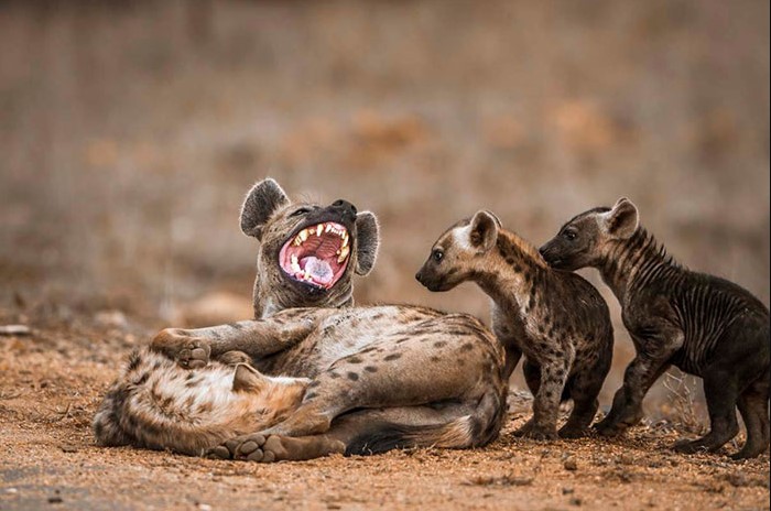 hyena symbolism and meaning
