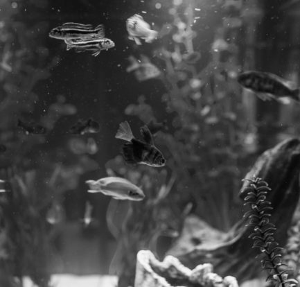 what does it mean to dream about a fish tank