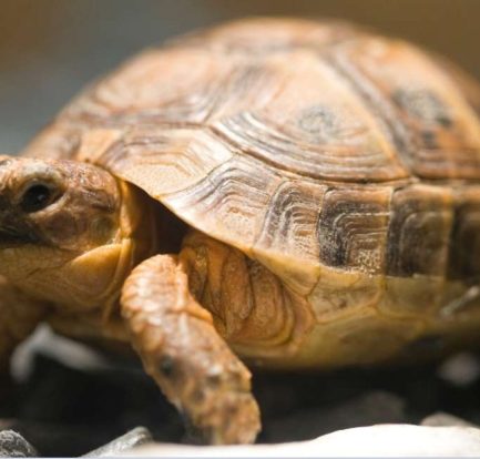 what does it mean to dream about a tortoise