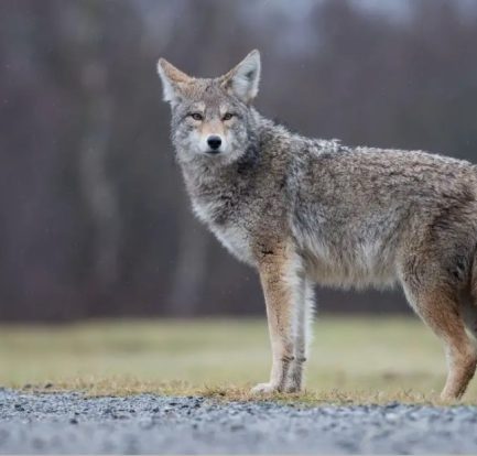 what does it mean to dream about coyotes