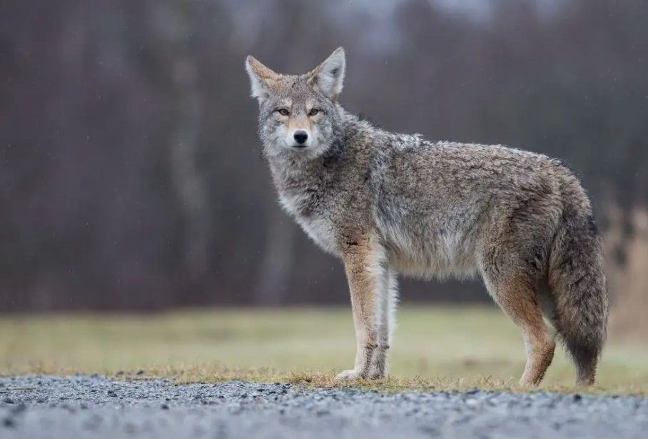 what does it mean to dream about coyotes