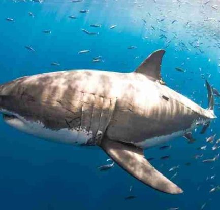 what does it mean to dream about sharks