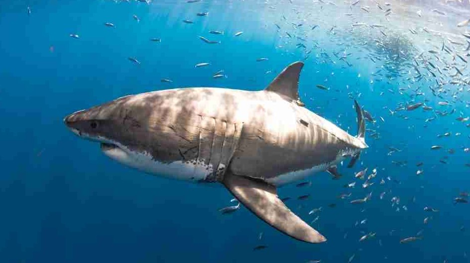 what does it mean to dream about sharks