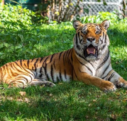 what does it mean to dream about tigers