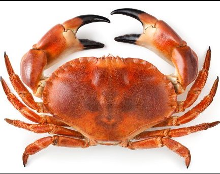 what does it mena to dream aboyt crabs