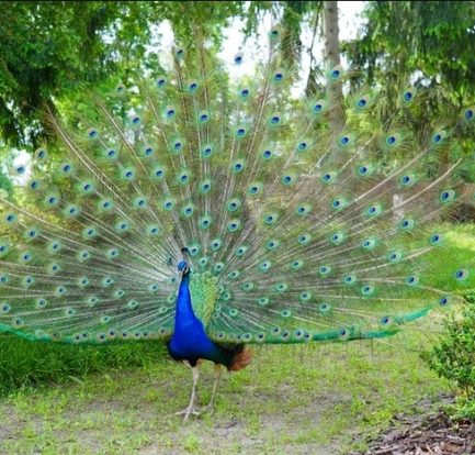 dream meaning of peacock feathers