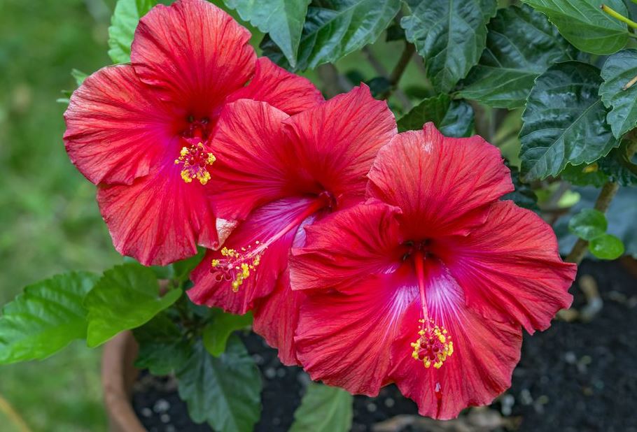 skibsbygning At grim Dream Meaning of Red Hibiscus Flower - The Mumbai City