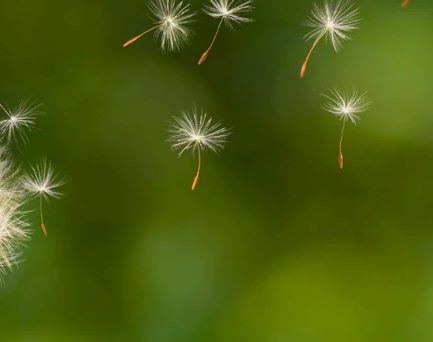 dream meaning of dandelion puff