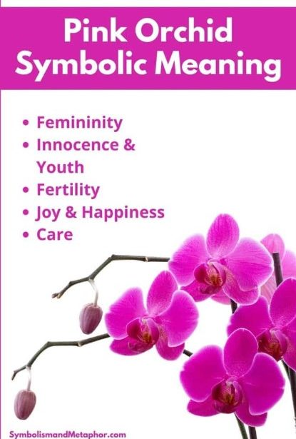 dream meaning of orchid flower