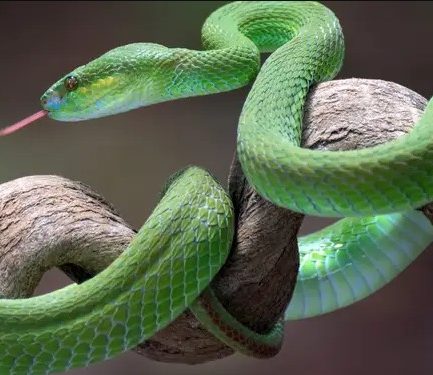 dream meaning of snake cut in half