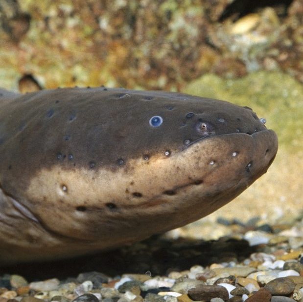 dream menaing of electric eel