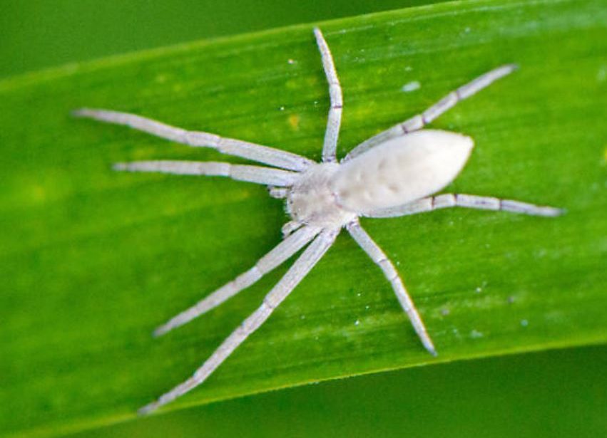 White Spider Dream Meaning