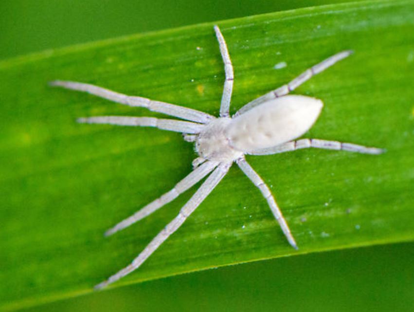 White Spider Dream Meaning