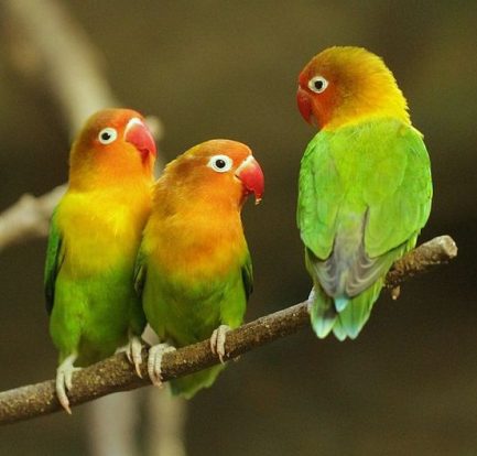 do love birds talk