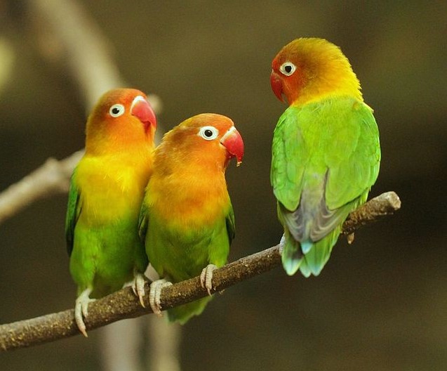 do love birds talk